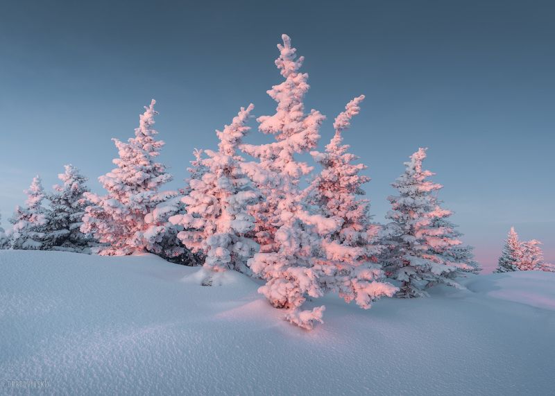 урал, зюраткуль, челябинская область Уральские елочки фото превью