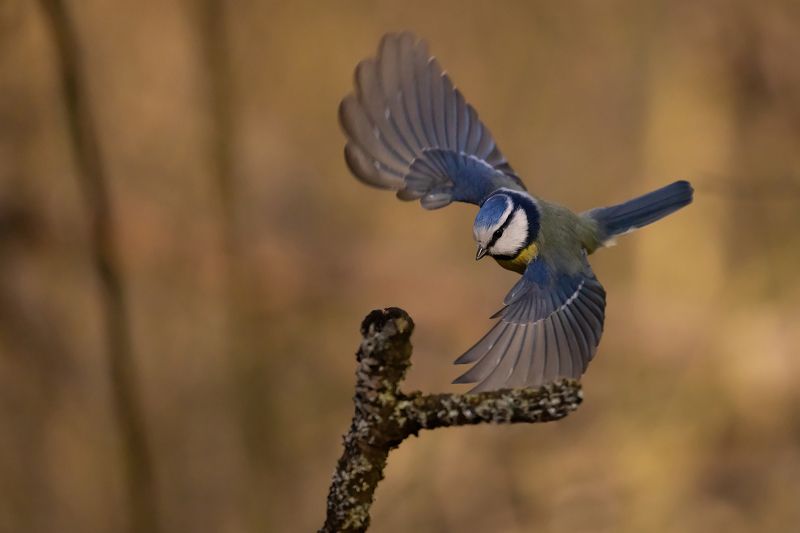 Titmouse фото превью