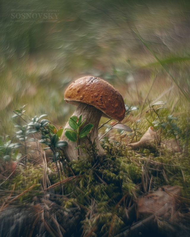 Лесной крепыш фото превью