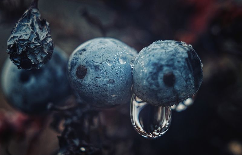 Дикие ягоды. фото превью