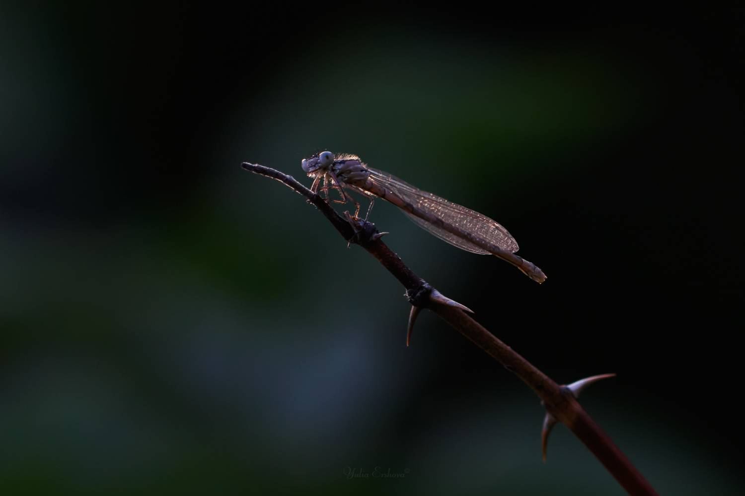 стрелка, стрекоза, макро, macro, Ершова Юлия