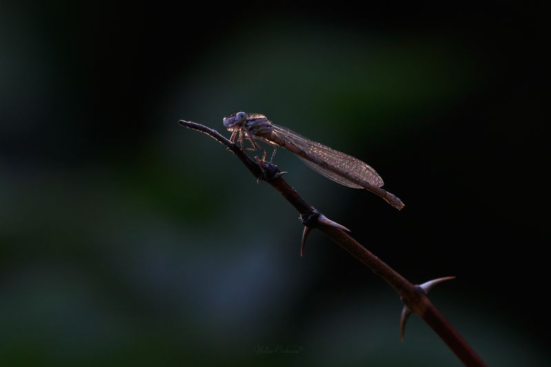 стрелка, стрекоза, макро, macro Стрелка фото превью