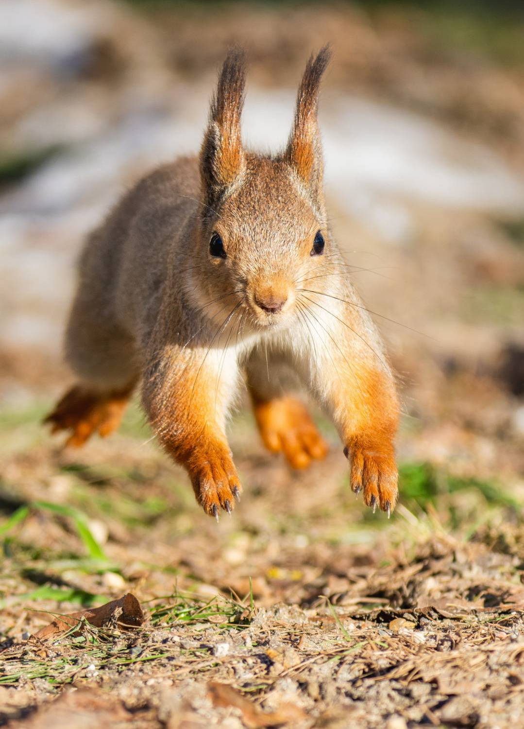 , Дэм Константин
