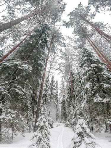 Зима в лесу.