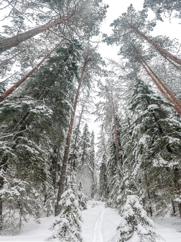 Зима в лесу. фото превью