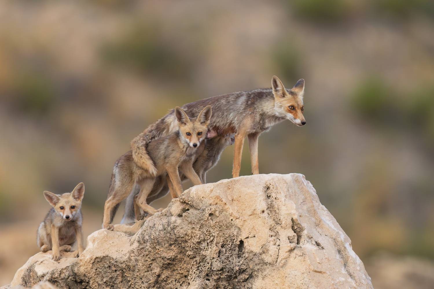 , Фруман Евгений