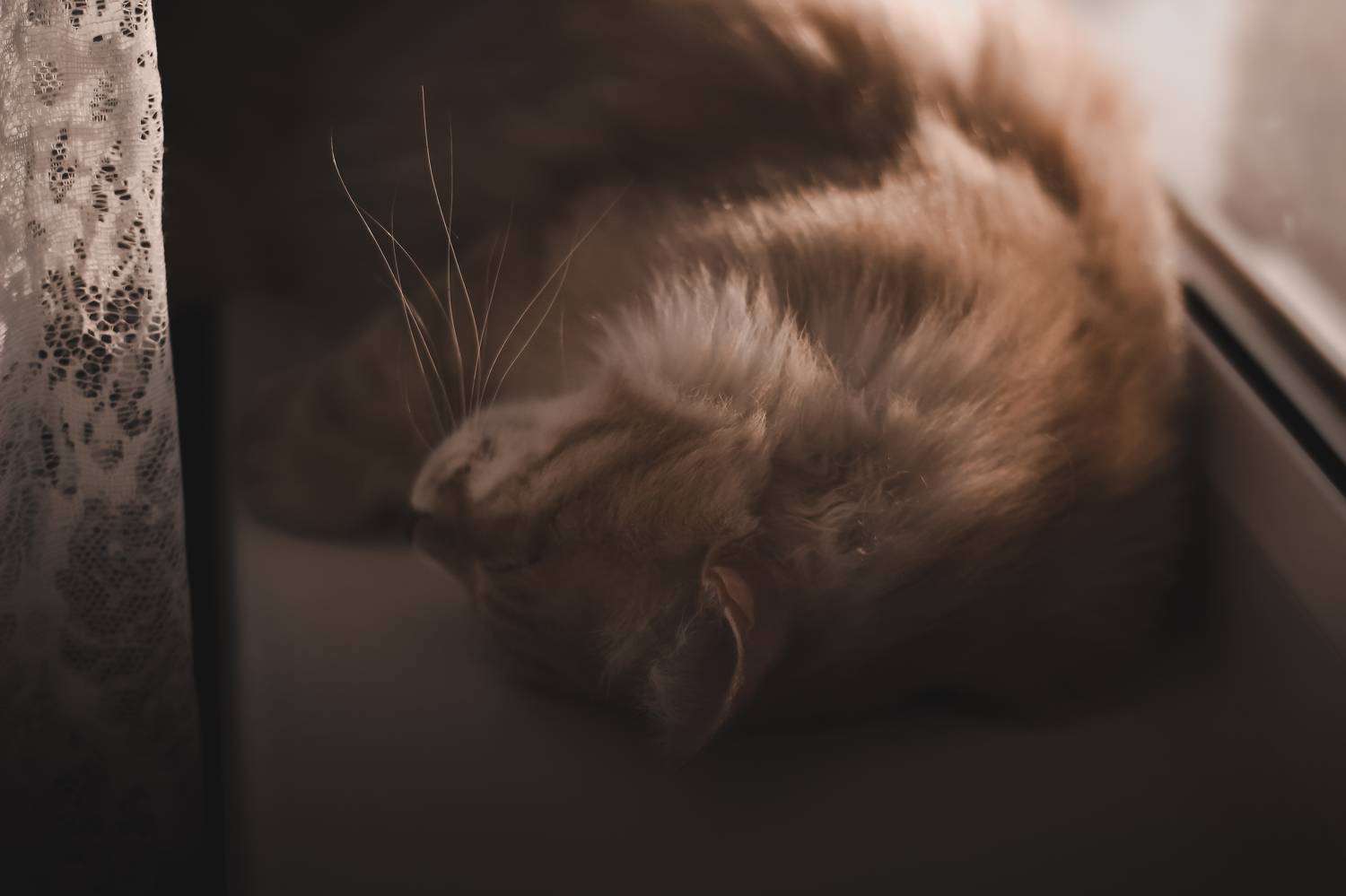 животные, Smirnova Olga