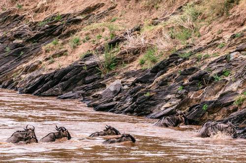 Kenya Wild Wildlife Animals Paradise In East Africa
