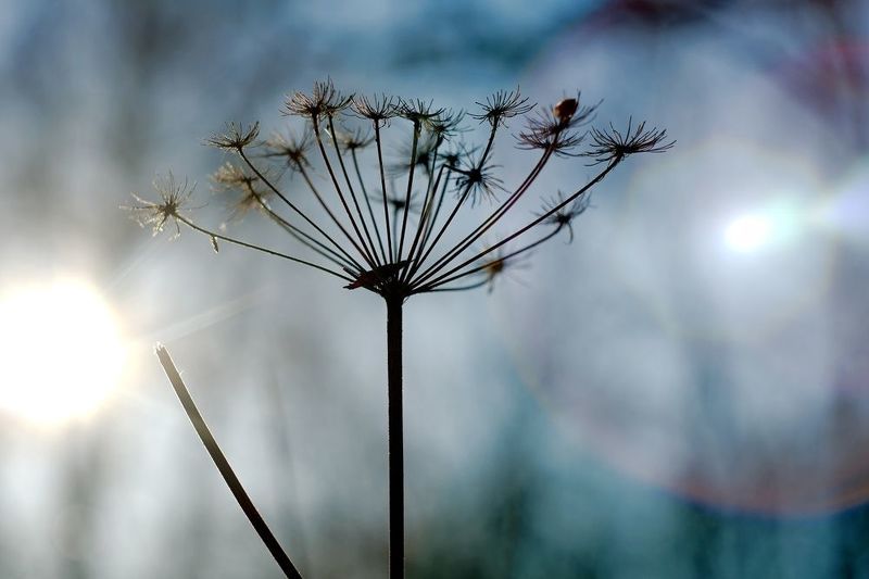 Зима, растение, флора Зимняя колыбель фото превью