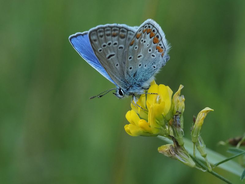 голубянка Икар, бабочка голубянка Икар фото превью