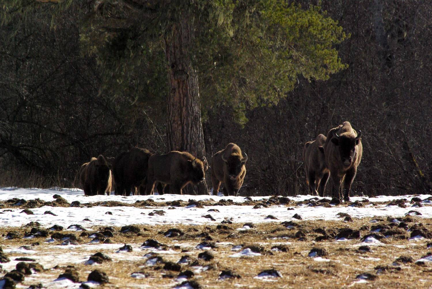 архыз, Андрей Любимов