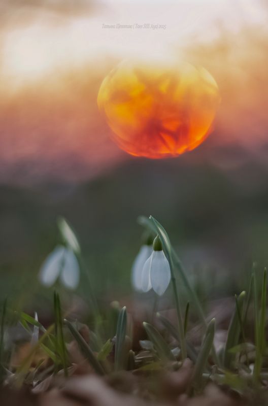 крым, подснежники, гелиос, гелиос 40, helios, шулдан, терновка, природа крыма, зима в крыму Подснежники в январском Крыму фото превью