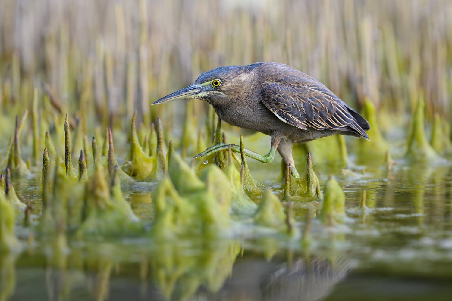 птица, фотоохота, цапля, природа, фауна, Kulikov Vladimir