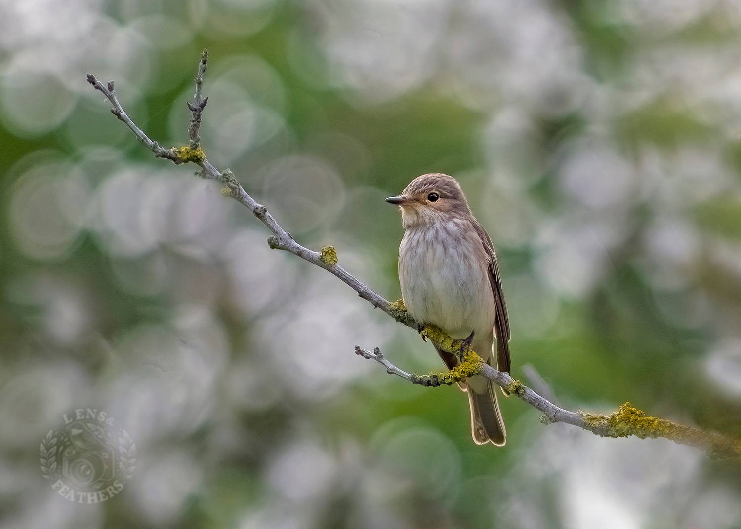 , Евгени Стефанов