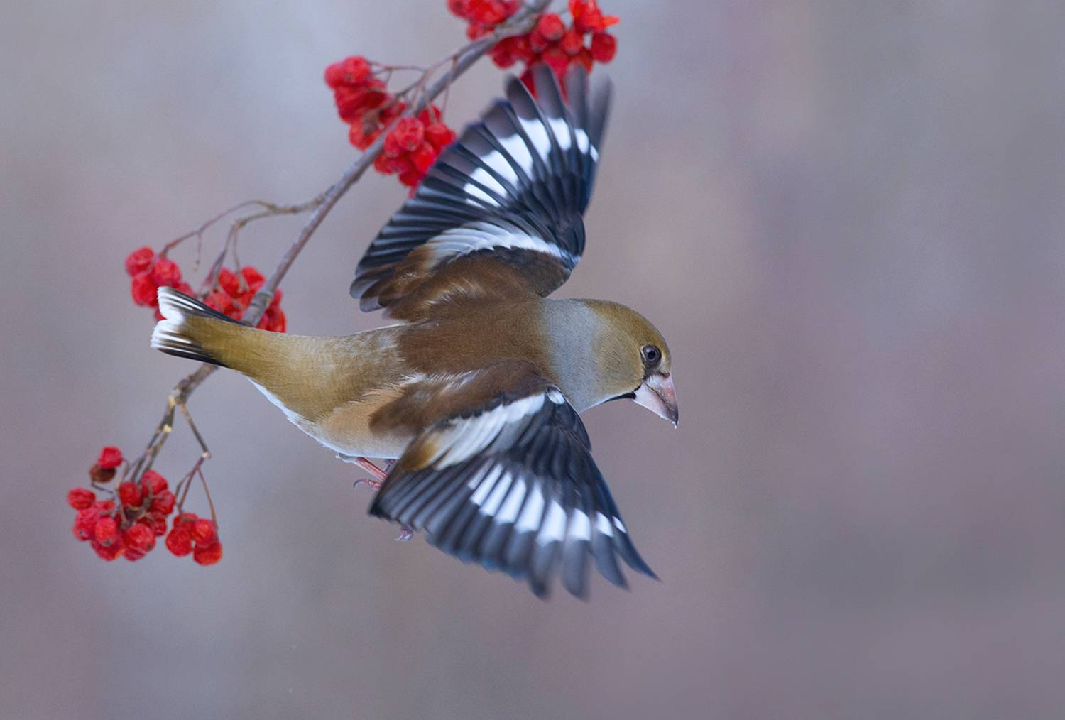 дубонос,взлёт,рябина,зима, Иван