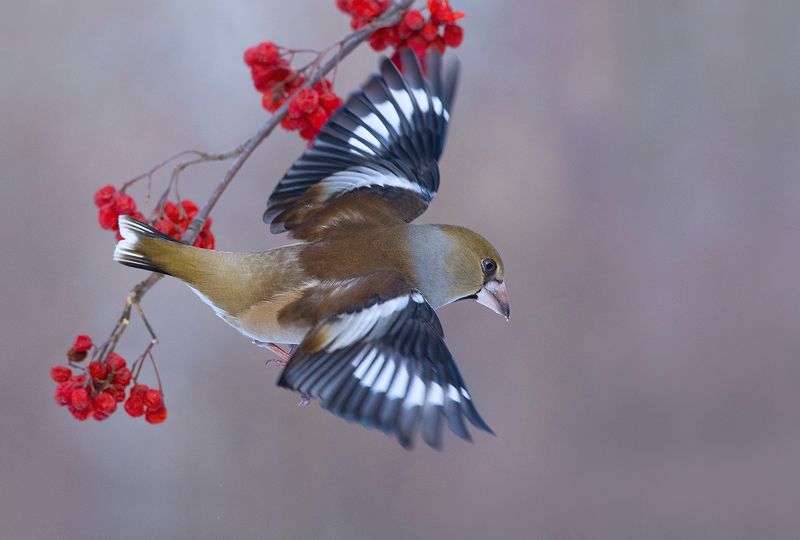 дубонос,взлёт,рябина,зима Пока-пока! фото превью