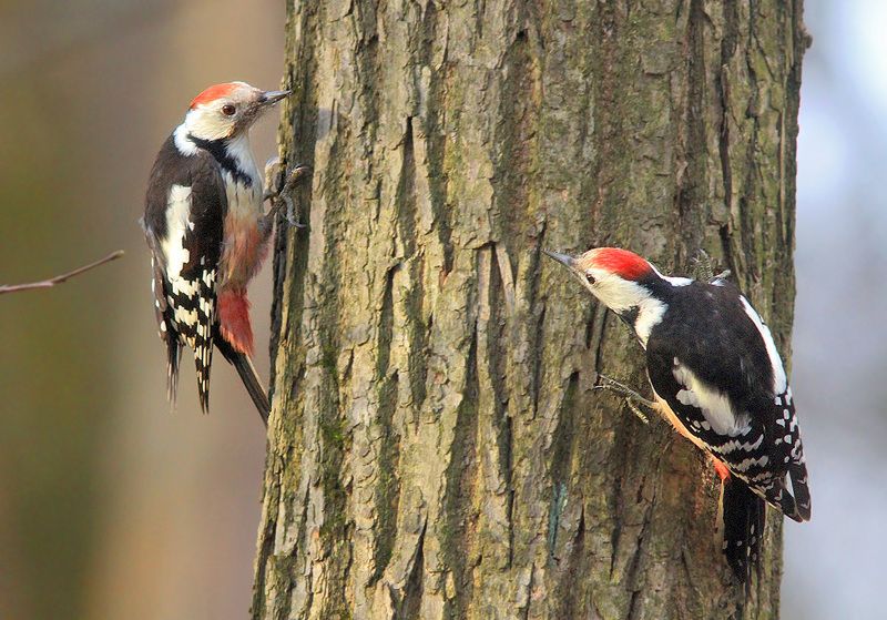 Разборки фото превью