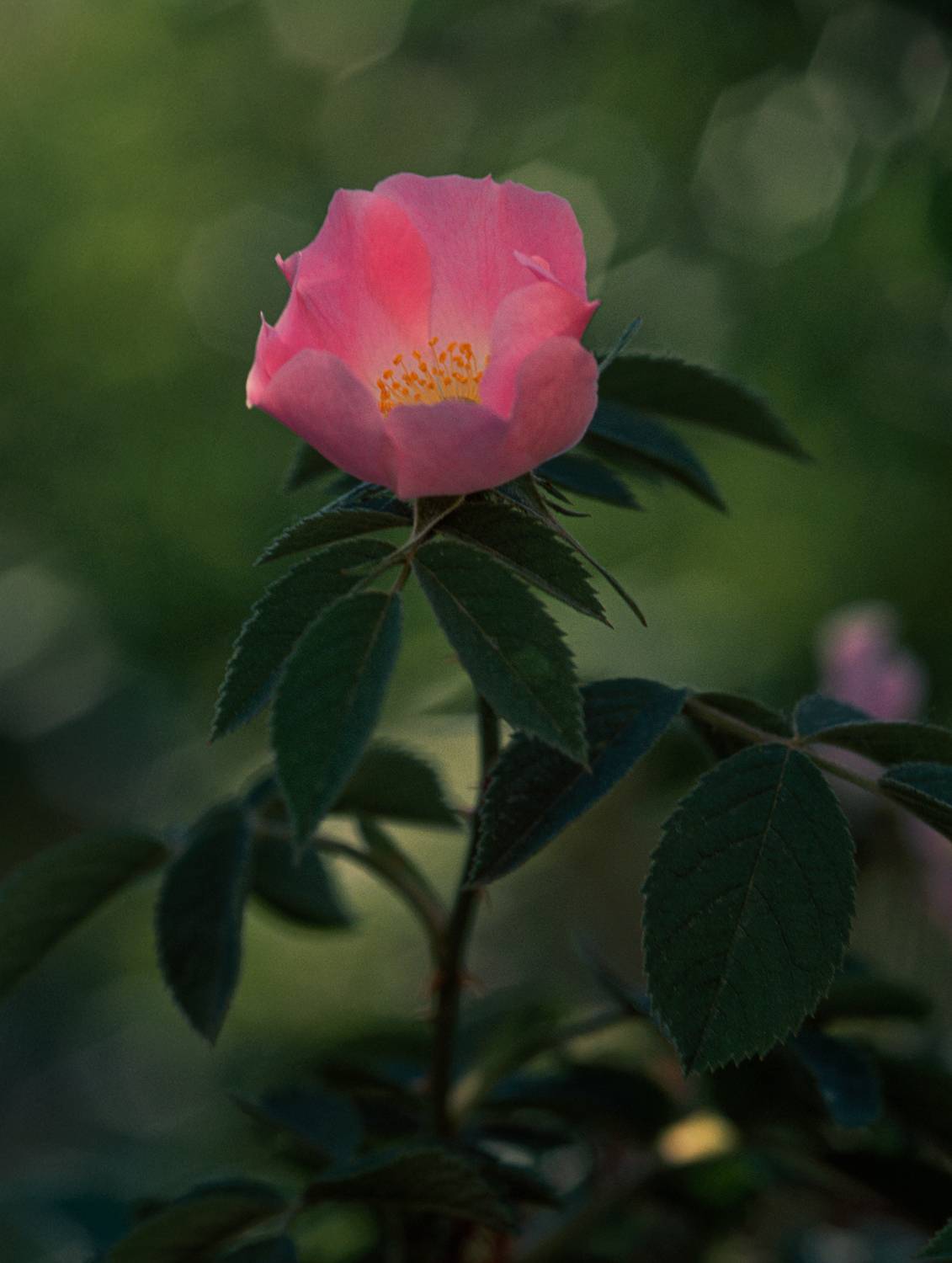 , Литвинов Геннадий