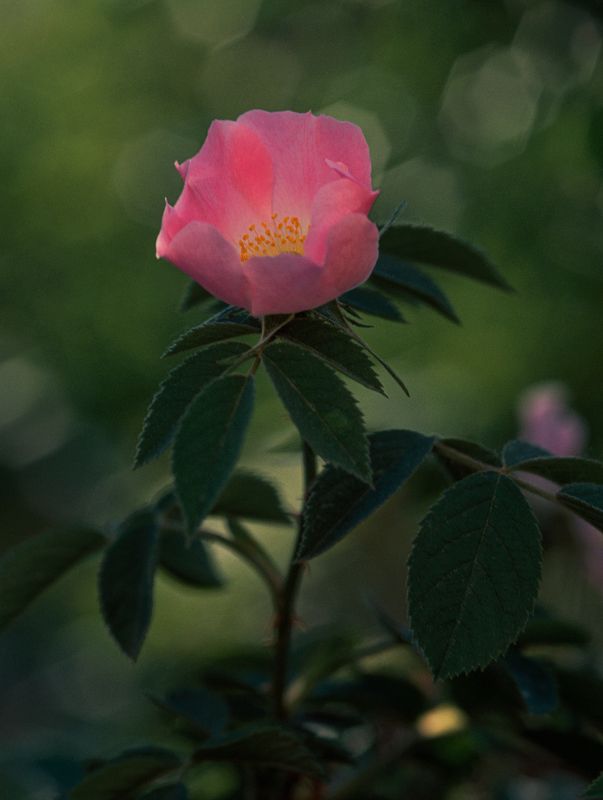 Шиповник фото превью