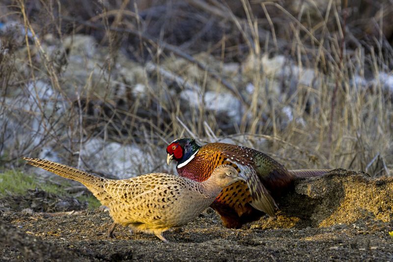 природа *** фото превью