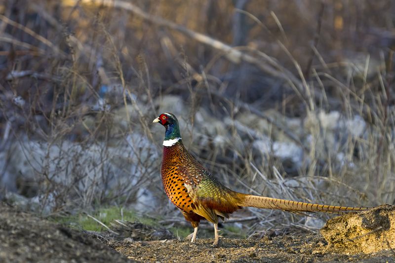 природа *** фото превью