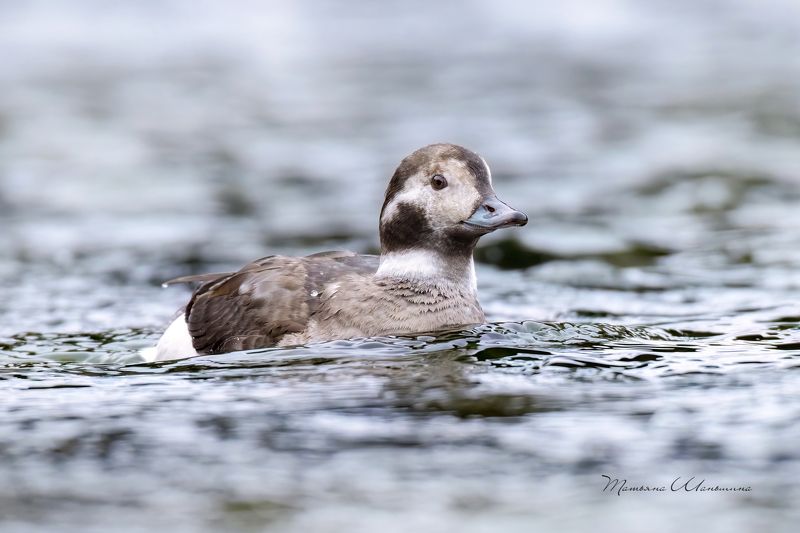Морянка фото превью