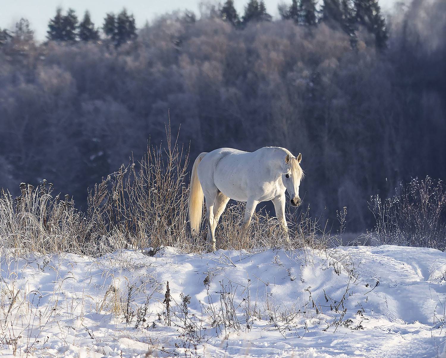 лошадь, рысак, белогривый,лес, зима, природа,horse, beautiful, forest, winter, nature, Стукалова Юлия