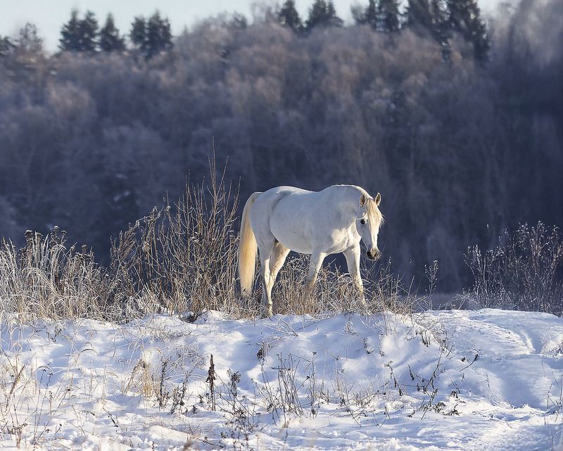 лошадь, рысак, белогривый,лес, зима, природа,horse, beautiful, forest, winter, nature Белоснежный фото превью