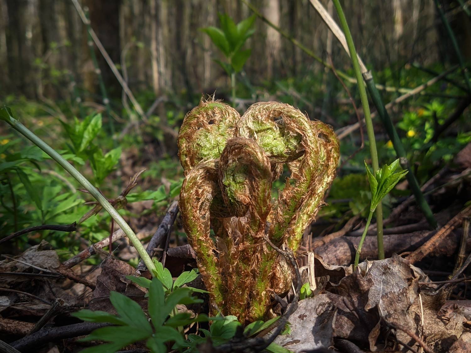 , Кондрашова Светлана