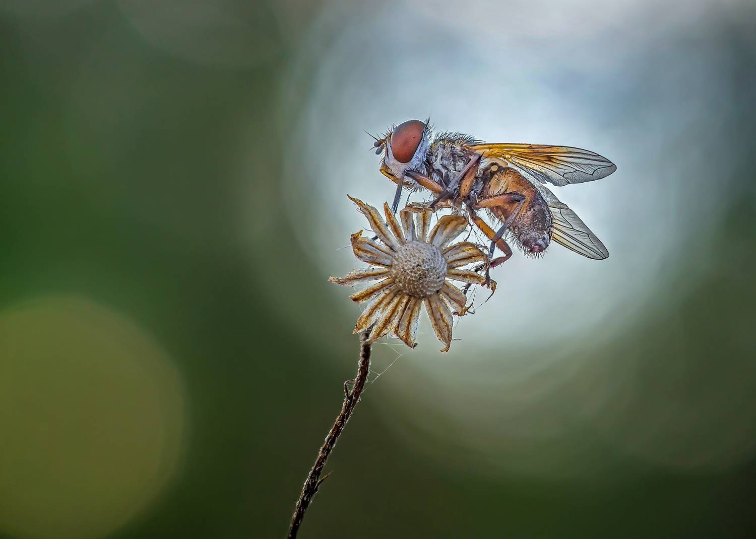 , Чепленко Алексей