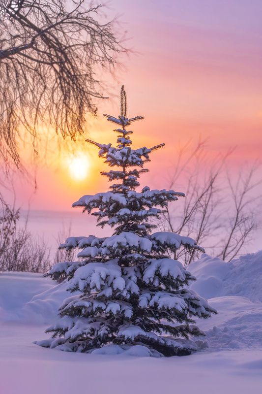 ель, голубая ель, восход, зима, зимнее утро Зимнее утро фото превью