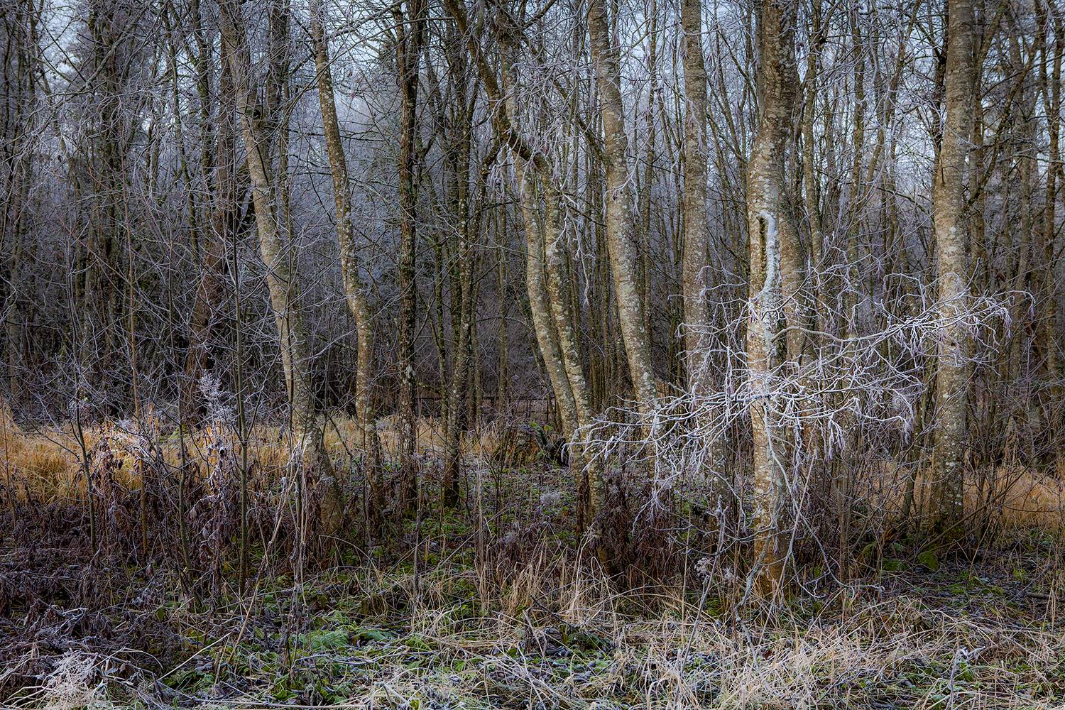 ,  александр михайлов