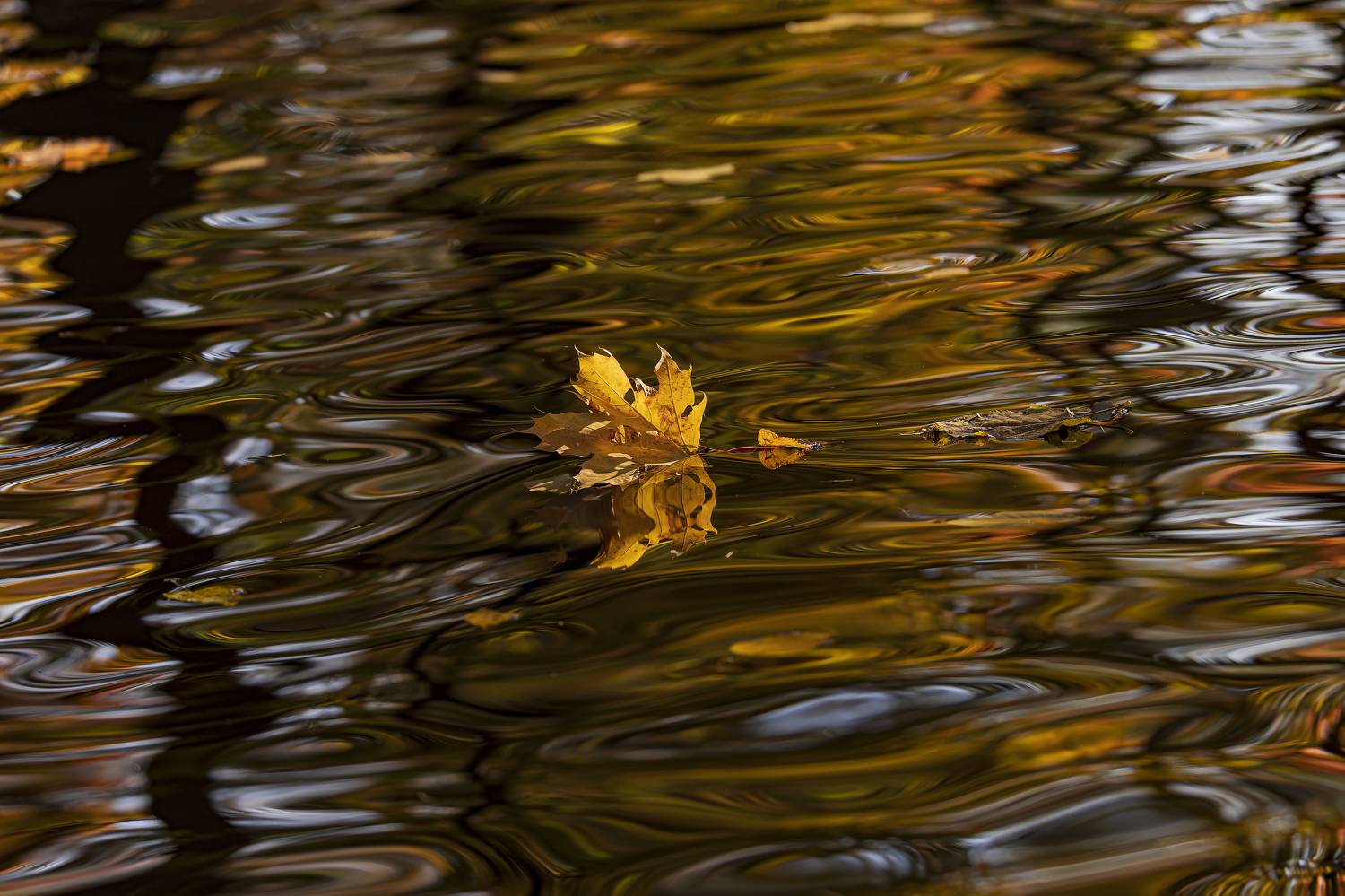 осень, золотая осень, Руслан Pl