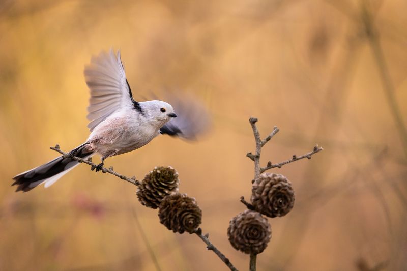 Long-tailed Ti фото превью