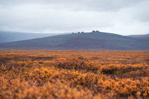 Осенняя тундра