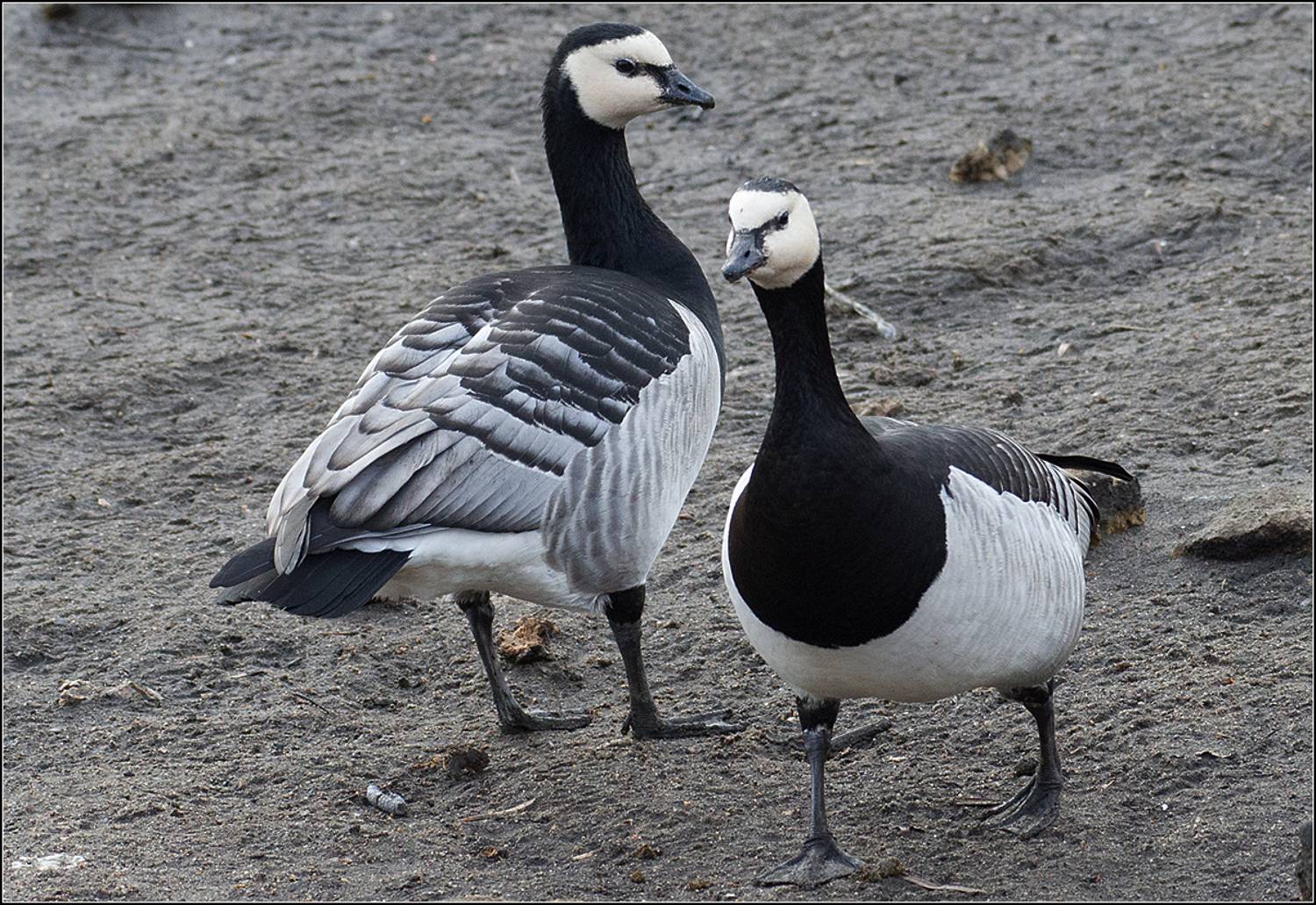 москва, январь, парк, птицы, АНАТОЛИЙ ДОВЫДЕНКО
