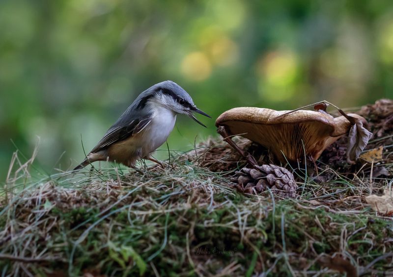 поползень  фото превью