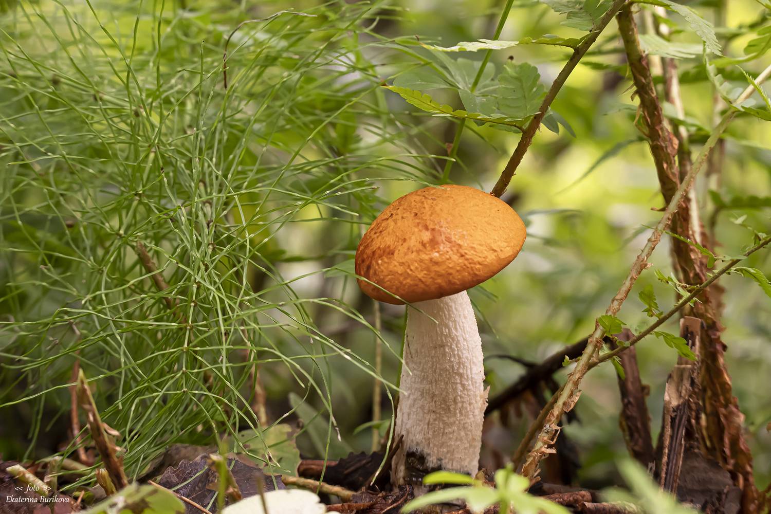 , Бурикова Екатерина