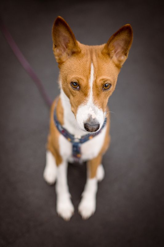 Basenji фото превью