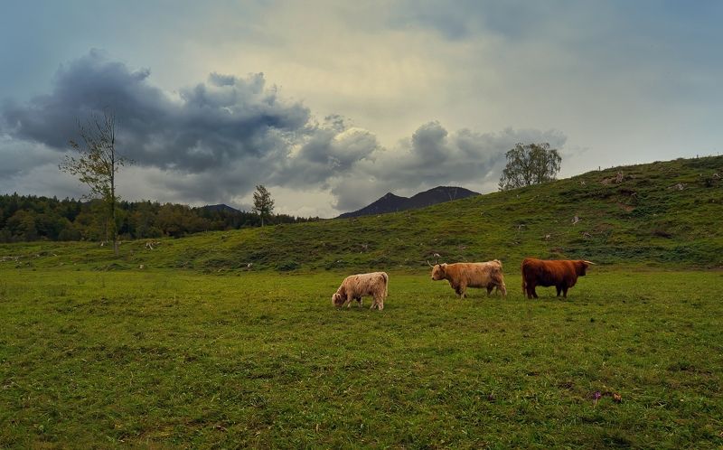 *** фото превью