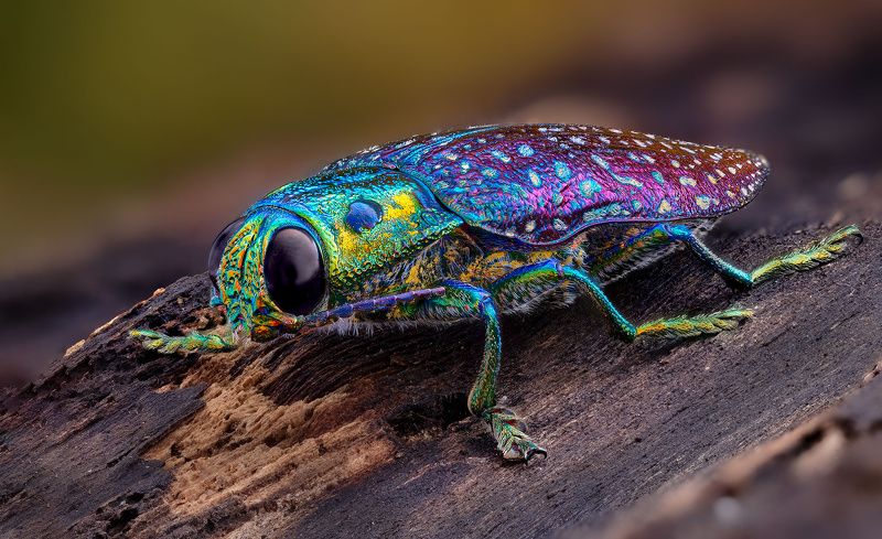 coleoptera, buprestidae, madecassia rothschildi, златка. blizgiavabalis Пестрая фото превью