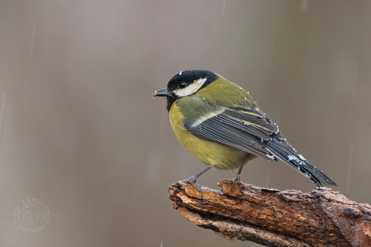 , Евгени Стефанов