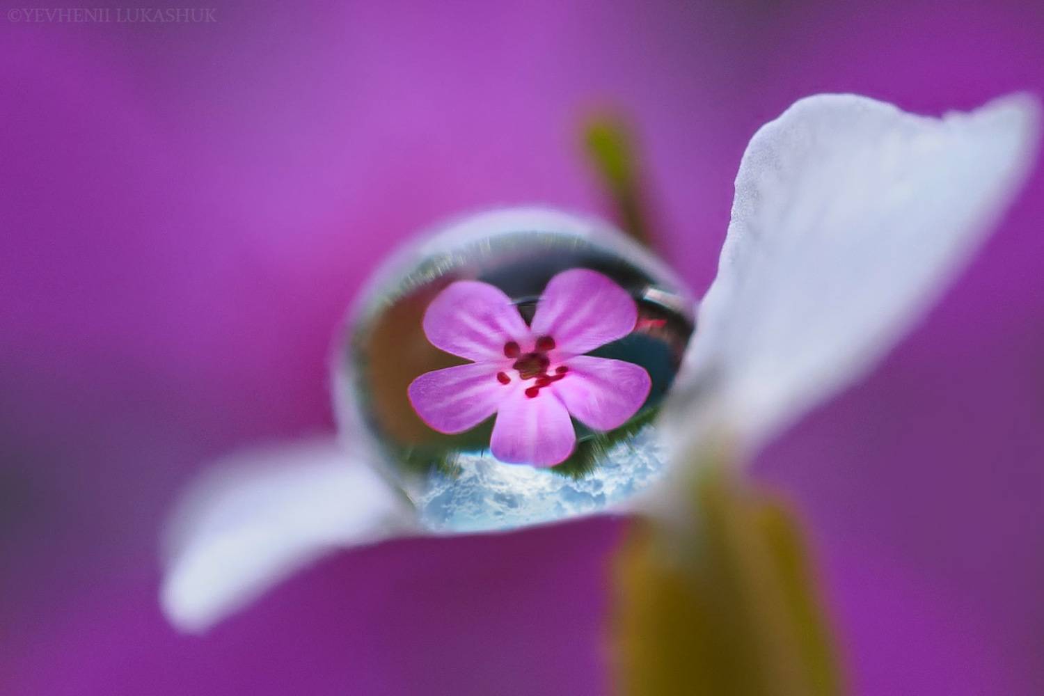 , Лукашук Евгений