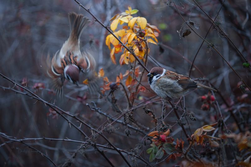 природа, лес, поля, огороды, животные, птицы, макро Пируэт на публику фото превью