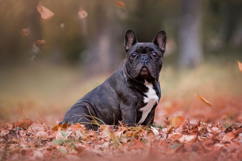 Осення фотопрогулка фото превью