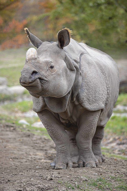 Greater one-horned rhinoceros фото превью