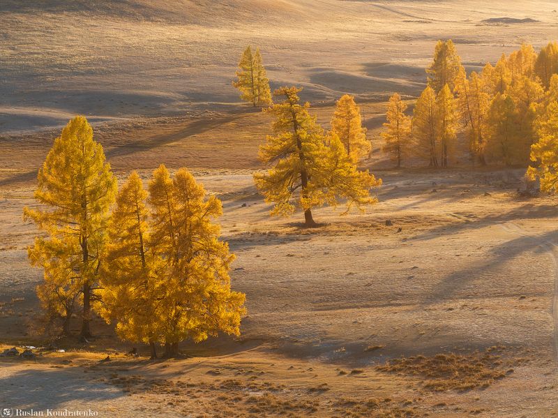 алтай, осень, горный алтай, лиственница, лиственницы Лиственницы фото превью