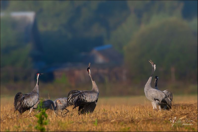 Они рядом, особенно когда мы спим!  фото превью