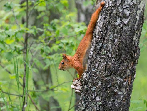 Белки.. (3 ФОТО)
