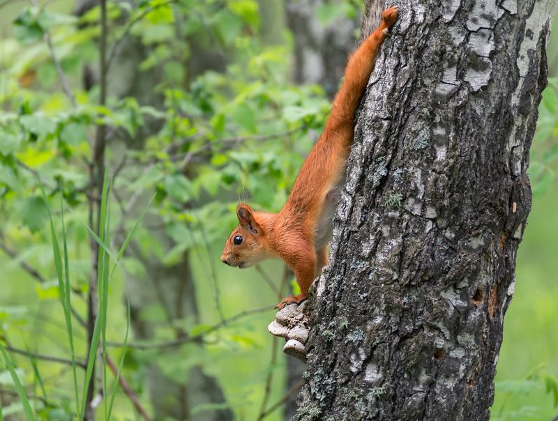 белка, лес, Белки.. (3 ФОТО) фото превью